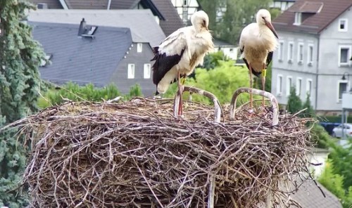 Live Cam Störche Grüna